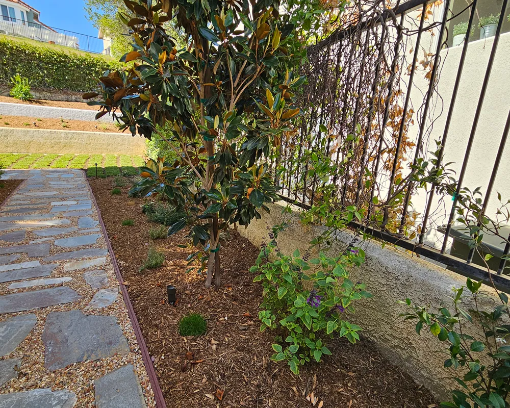 Professionally planted shrubs in a residential landscape in Fullerton, California